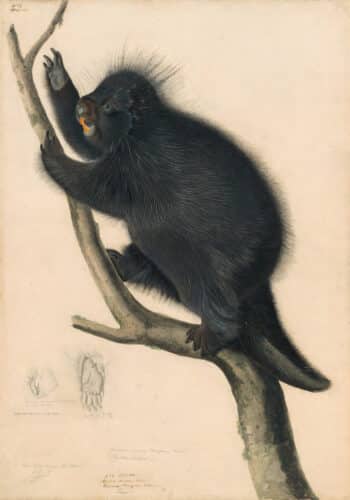 Audubon's Watercolors Pl. 36, Canada Porcupine