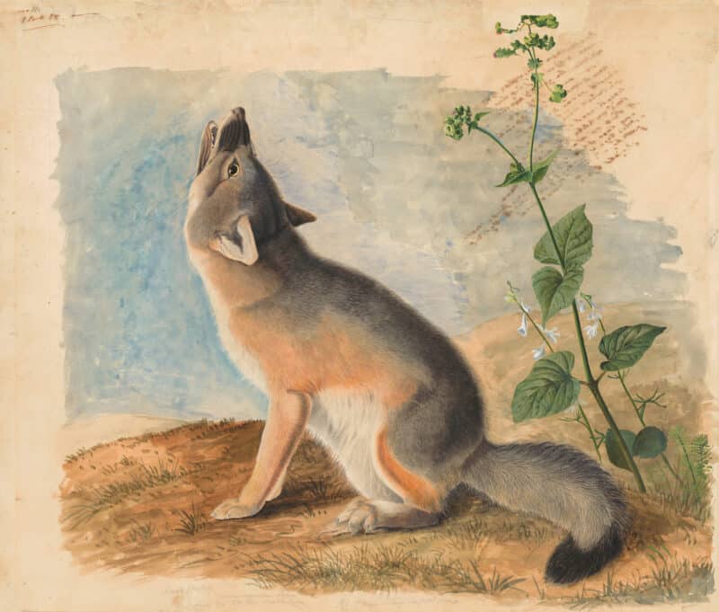 Audubon's Watercolors Pl. 52, Swift Fox