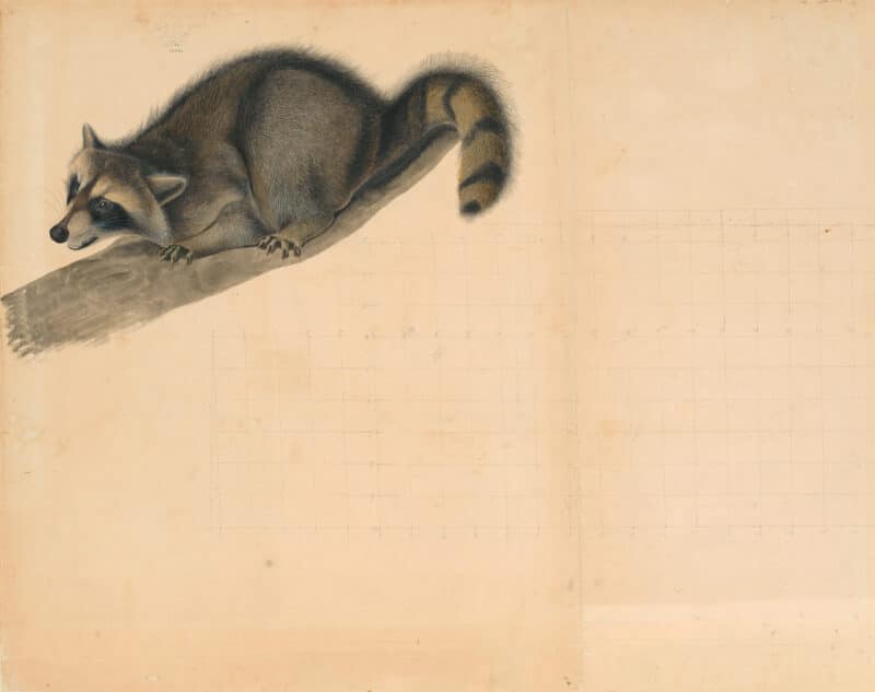 Audubon's Watercolors Pl. 61, Raccoon (young)