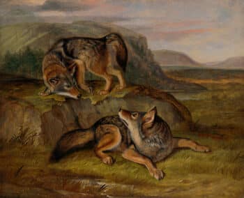 Audubon's Watercolors Pl. 71, Prairie Wolf