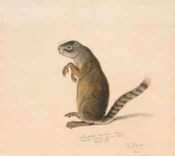 Audubon's Watercolors Pl. 84, Franklin's Marmot Squirrel