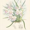 Bateman Pl. 3, Odontoglossum phalaenopsis