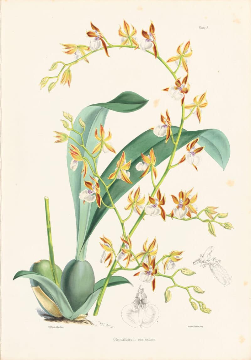 Bateman Pl. 10, Odontoglossum carinatum