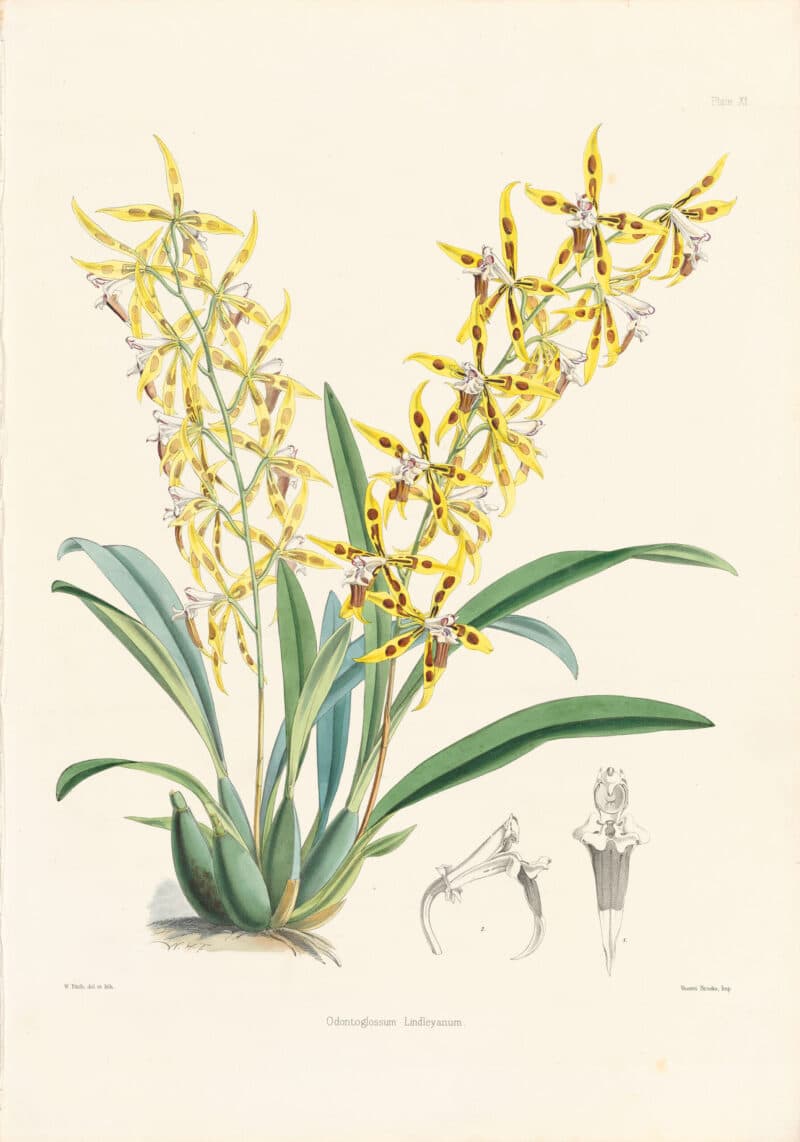 Bateman Pl. 11, Odontoglossum Lindleyanum