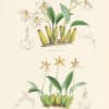 Bateman Pl. 13, Odontoglossum Warneri, Odontoglossum stellatum