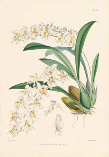 Bateman Pl. 19, Odontoglossum Alexandrae (Weirs variety)