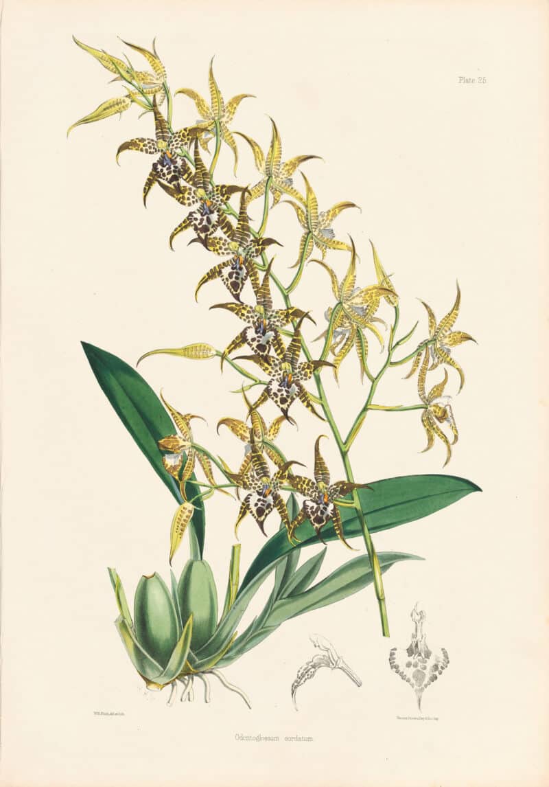 Bateman Pl. 25, Odontoglossum cordatum