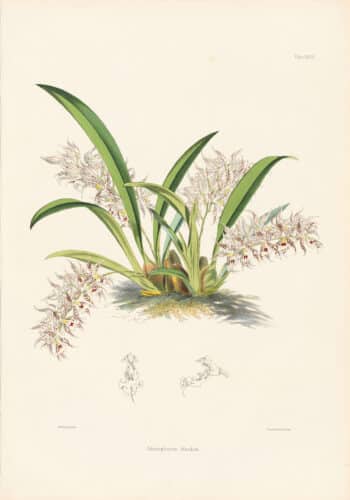 Bateman Pl. 28, Odontoglossum blandum