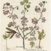 Besler 1st Ed. Pl. 3, Judas tree; False lily-of-the valley; Moonwort fern