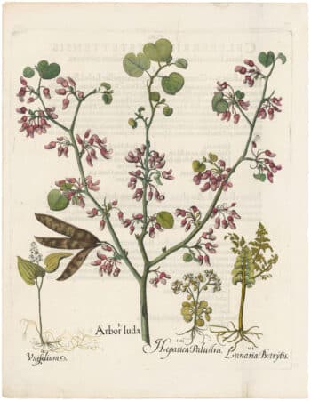 Besler 1st Ed. Pl. 3, Judas tree; False lily-of-the valley; Moonwort fern