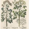 Besler 1st Ed. Pl. 25, Meadow Rue; Small-flowered Fumitory