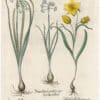 Besler 1st Ed. Pl. 66, White Polyanthus Johquil; Summer Snowflake; Tulip