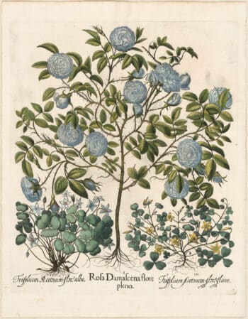 Besler 1st Ed. Pl. 94, White Rose; Wild Sorrel; Yellow Wood Sorrel