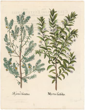 Besler 1st Ed. Pl. 146, Small Leaved Myrtle; Common Myrtle