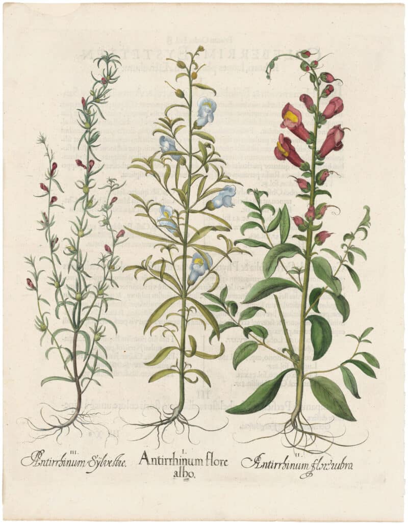 Besler 1st Ed. Pl. 157, White and Red Snapdragons; Death's Head