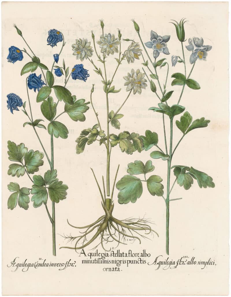 Besler 1st Ed. Pl. 173, Three Columbines: Speckeled, White and Blue