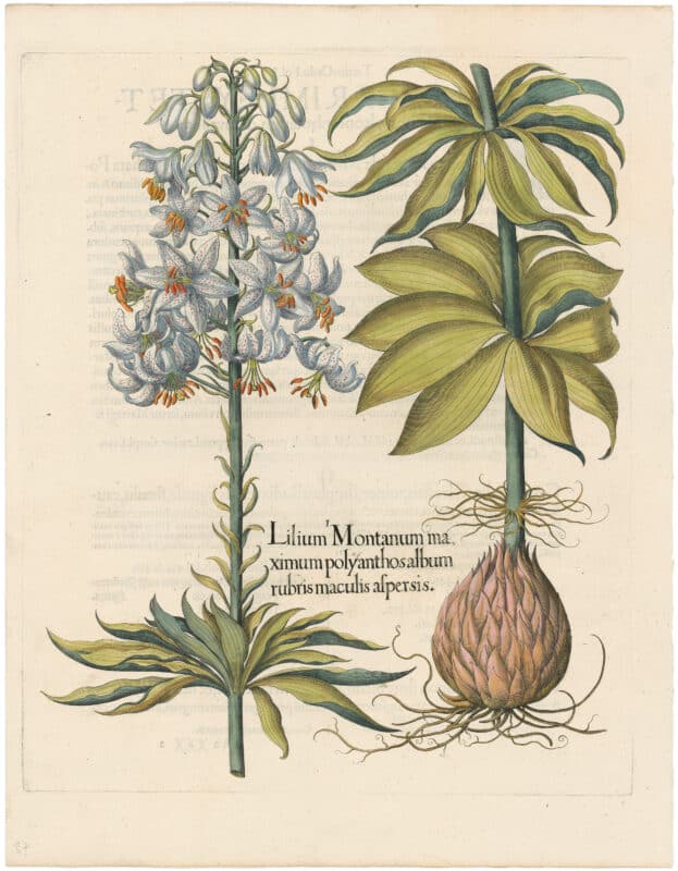Besler 1st Ed. Pl. 183, Spotted White Martagon Lily