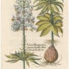 Besler 1st Ed. Pl. 183, Spotted White Martagon Lily