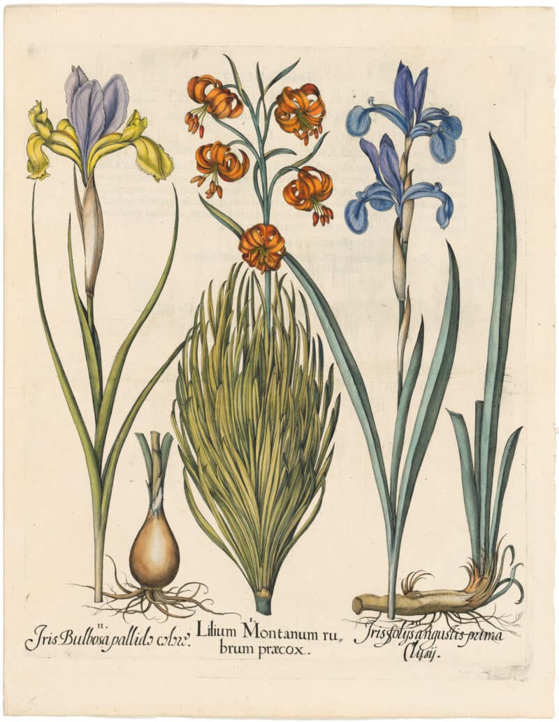 Besler 1st Ed. Pl. 185, Lesser Turk's-cap Lily; Spanish Iris; Rhizomatous Iris