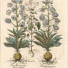 Besler 1st Ed. Pl. 188, Two White Martagon Lilies; Enchanter's Nightshade