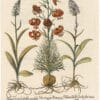 Besler 1st Ed. Pl. 189, Lesser Turk's-cap Lily; Marsh Orchids
