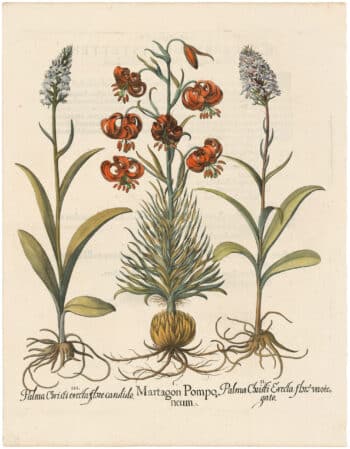 Besler 1st Ed. Pl. 189, Lesser Turk's-cap Lily; Marsh Orchids