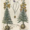 Besler 1st Ed. Pl. 190, Yellow Turk's-cap Lilies; Spanish Nut