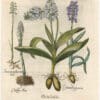 Besler 1st Ed. Pl. 195, Purple Orchid; Bird's-nest and Stinking Orchids; Coral Root