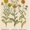 Besler 1st Ed. Pl. 206, Three Calendula; Proliferous, Multiple-flowered and Orange