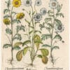 Besler 1st Ed. Pl. 209, White Daisy; Yellow Crown and Wild Crown Daisies
