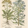 Besler 1st Ed. Pl. 212, Dusty Miller and Pearly Everlasting