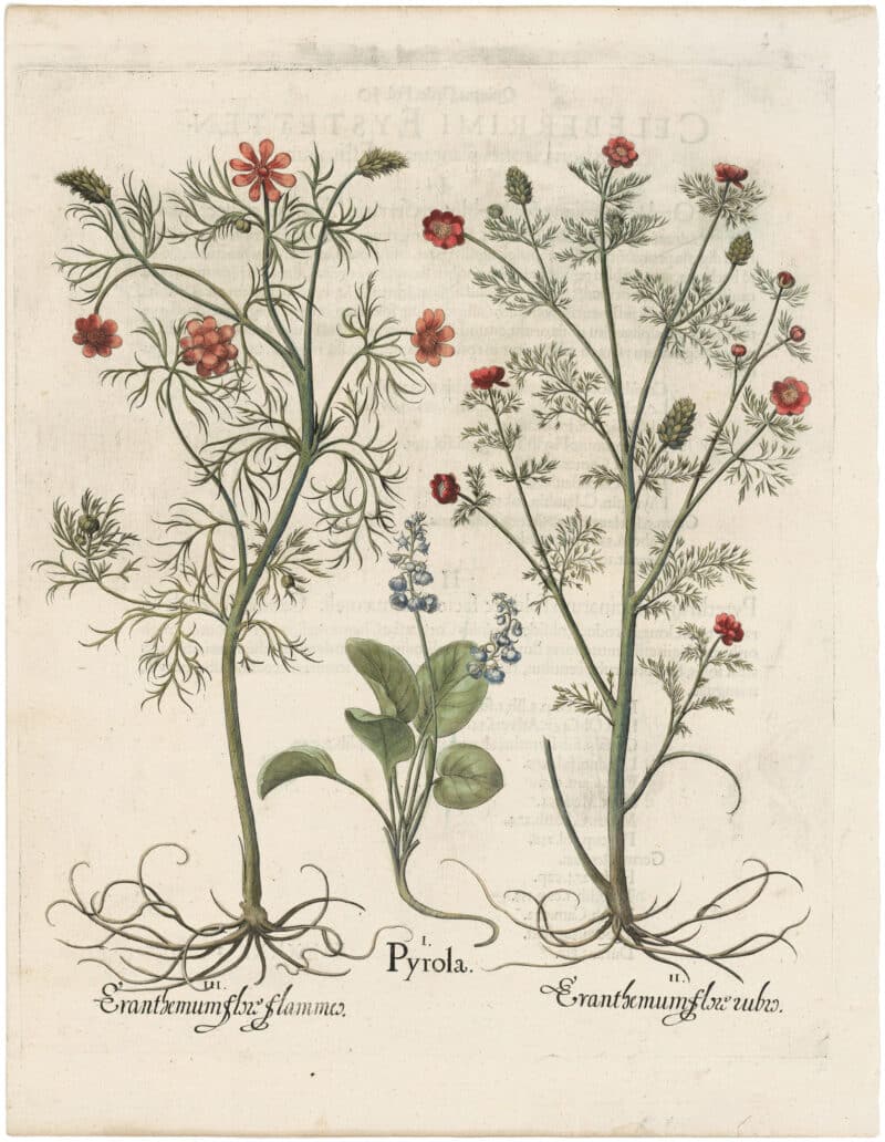 Besler 1st Ed. Pl. 214, Pheasant's Eye and Small Pyrola