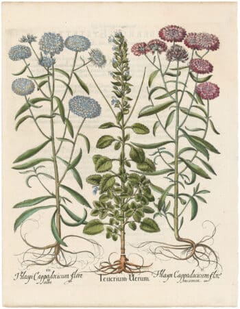 Besler 1st Ed. Pl. 236, Wood Sage: Pink and White Double Candytuft