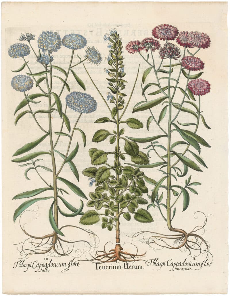 Besler 1st Ed. Pl. 236, Wood Sage: Pink and White Double Candytuft