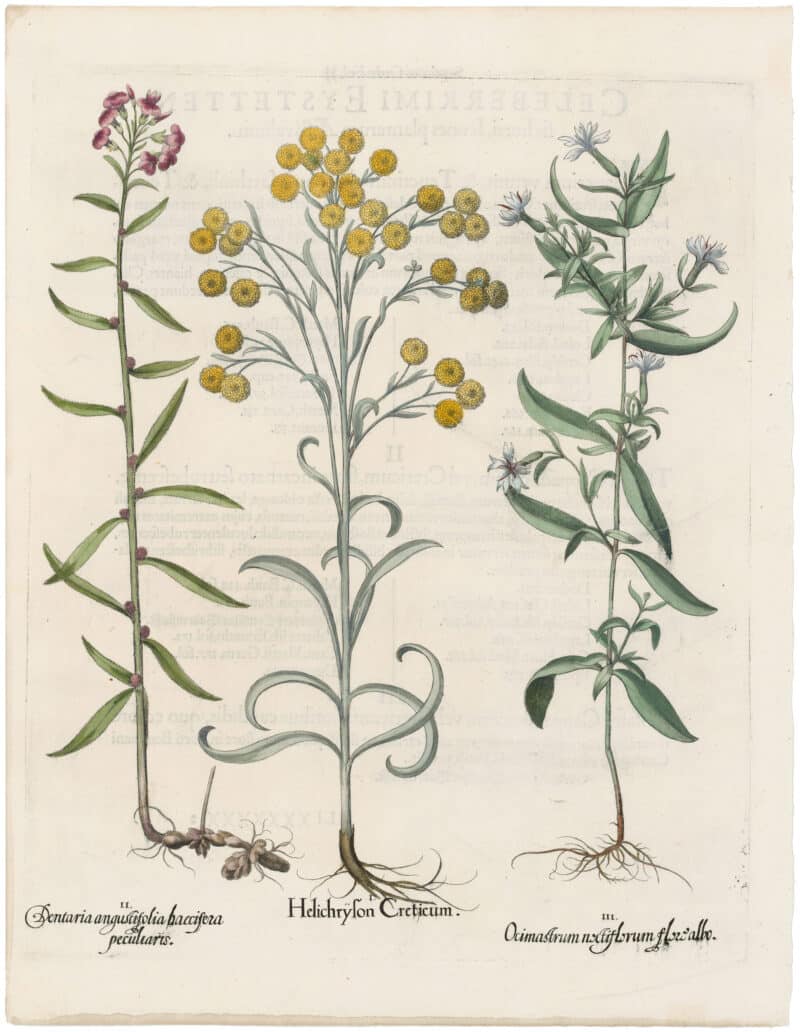Besler 1st Ed. Pl. 237, Strawflower; Coralwort; Night-flowering Campion