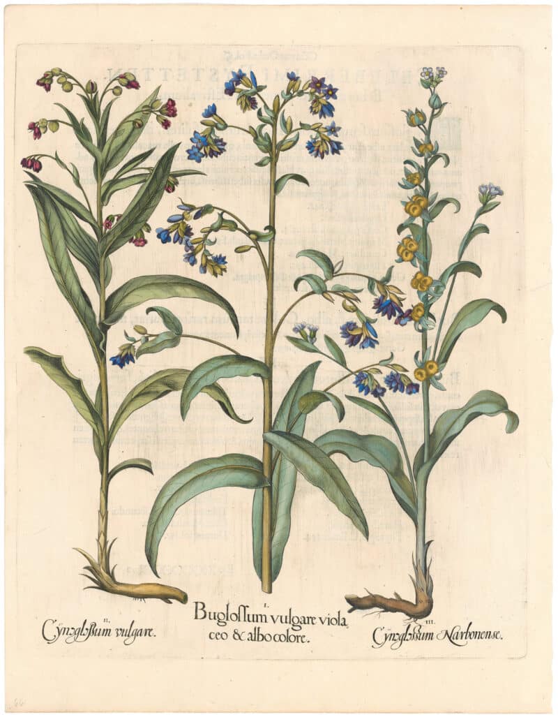 Besler 1st Ed. Pl. 243, Bugloss; Hound's Tongue; Hound's Toungue of Narbonne