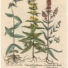 Besler 1st Ed. Pl. 268, Spotted and Purple Loosestrifes; Hedge Nettle