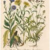 Besler 1st Ed. Pl. 277, Yellow Centaurea; Dyer's Sawwort; Plumed Thistle