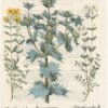 Besler 1st Ed. Pl. 282, Sea Holly; Yellow White Helianthemums