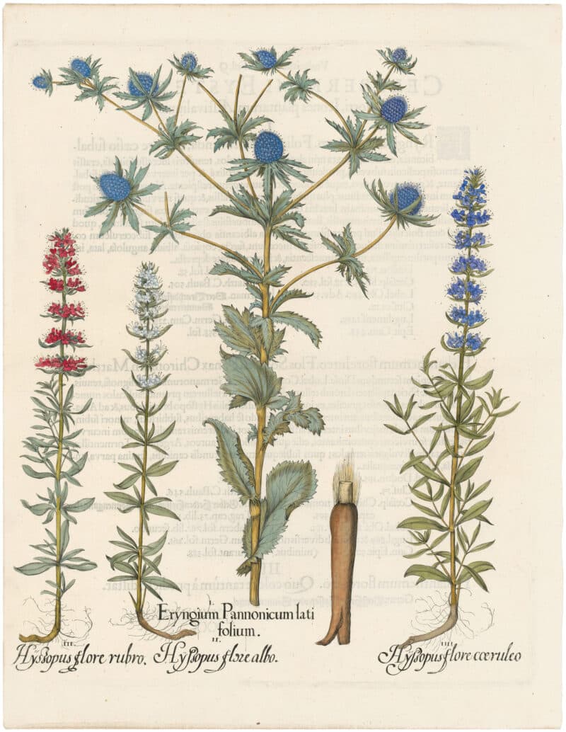Besler 1st Ed. Pl. 283, Sea Holly; Pink, White and Blue Hyssops