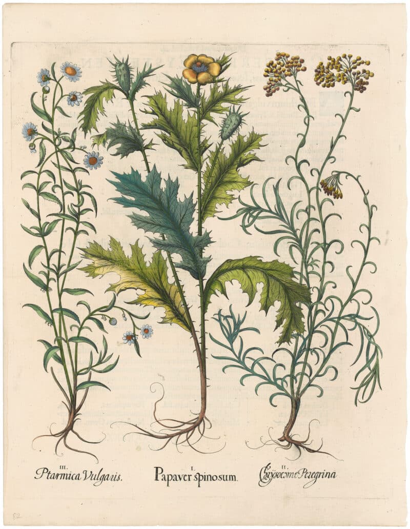 Besler 1st Ed. Pl. 288, Mexican Poppies; Sneezewort; Seaside Strawflower