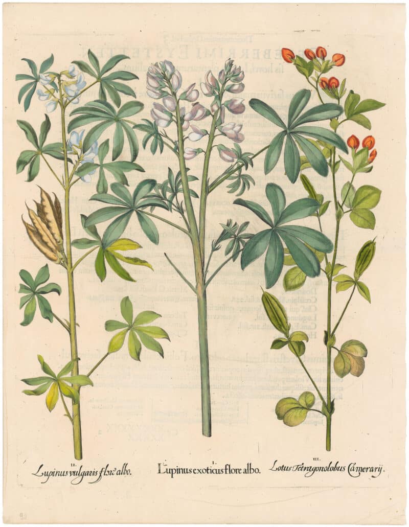 Besler 1st Ed. Pl. 297, White Lupine; Crimson Lotus