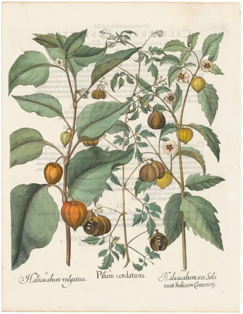 Besler 1st Ed. Pl. 304, Heart Seed; Winter Cherry; Cape Gooseberry