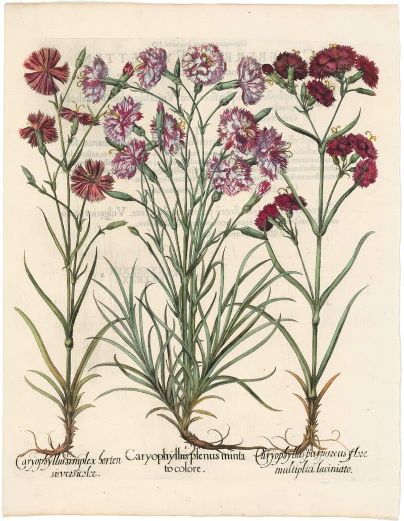 Besler 1st Ed. Pl. 315, Variegated and Red First Carnations; Grass Pink
