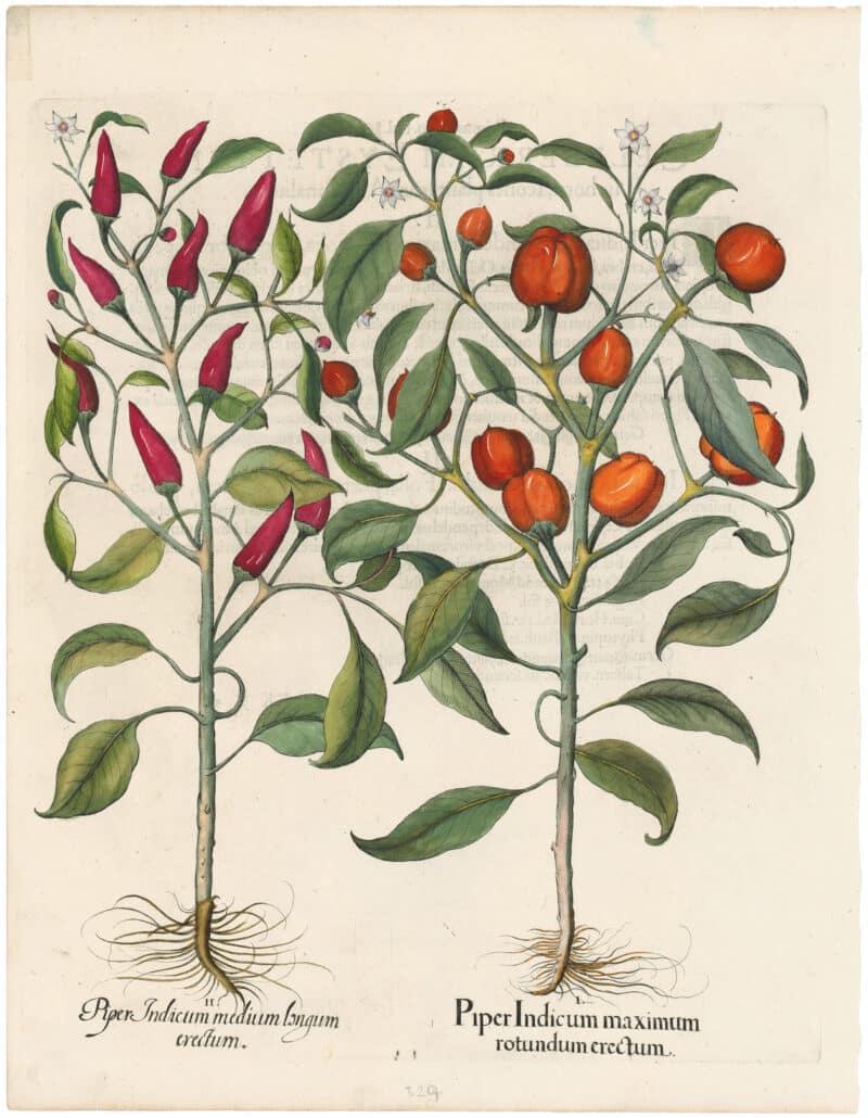 Besler 1st Ed. Pl. 329, Two Red Peppers (erect fruit)
