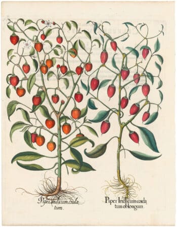 Besler 1st Ed. Pl. 331, Two Red Peppers (nodding, apiculate, ribbed fruit, red)