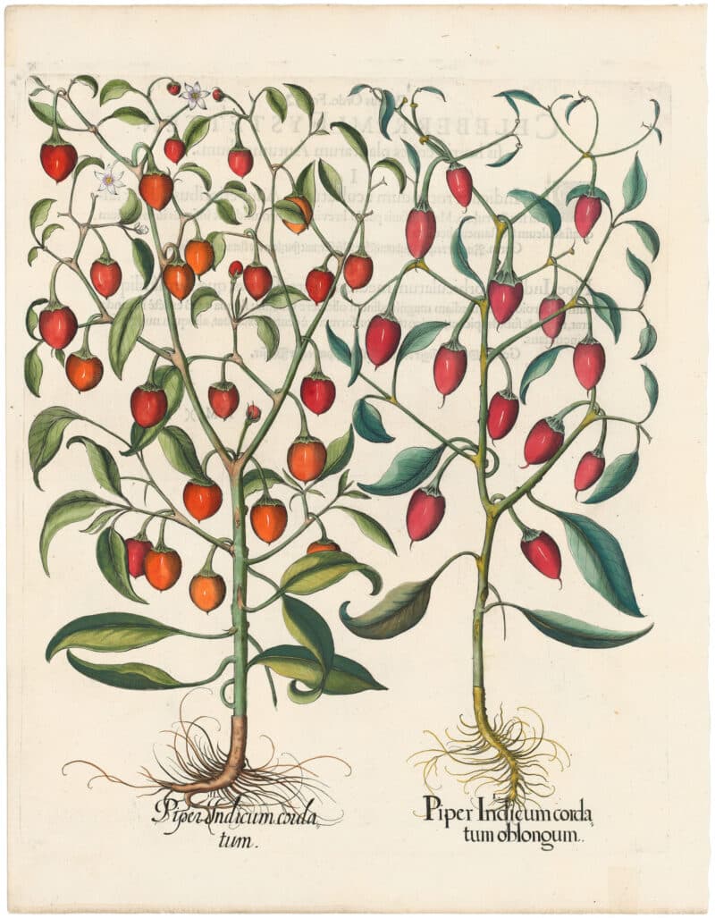 Besler 1st Ed. Pl. 331, Two Red Peppers (nodding, apiculate, ribbed fruit, red)