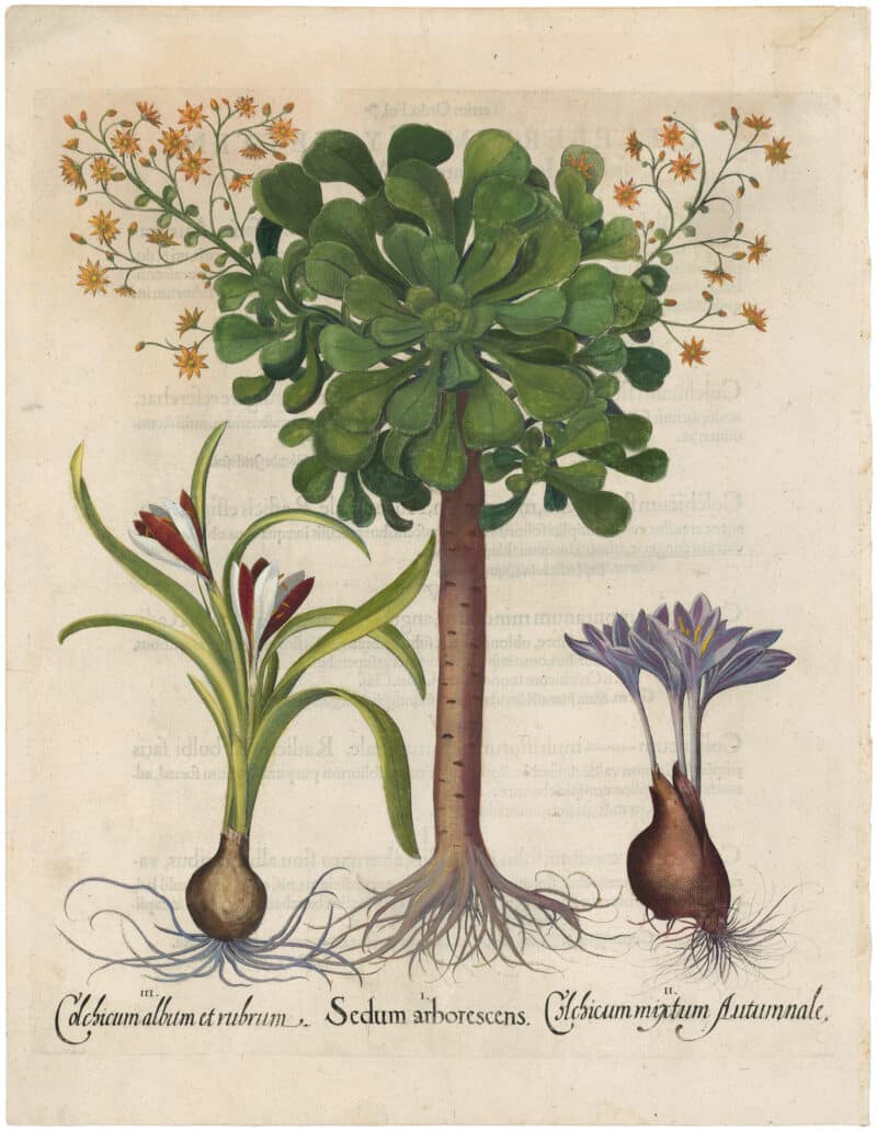 Besler 1st Ed. Pl. 352, Canary Islands Arborescent Houseleek; Colchicums