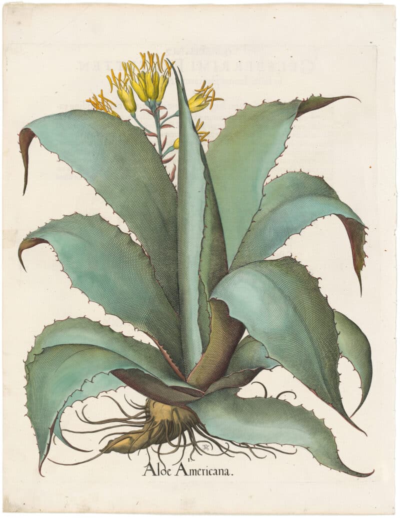 Besler 1st Ed. Pl. 356, American Aloe (Century Plant)