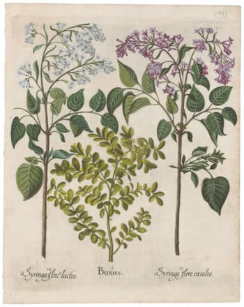 Besler 2nd Ed. Pl. 1, Lilac